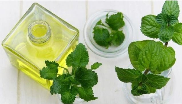 Cây bạc hà có mùi thơm, có công dụng xua đuổi muỗi
